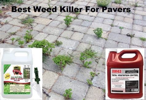 Natural weed killer for pavers  SCORE
